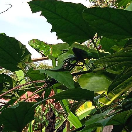 La Casona De Tortuguero Hotel Eksteriør billede